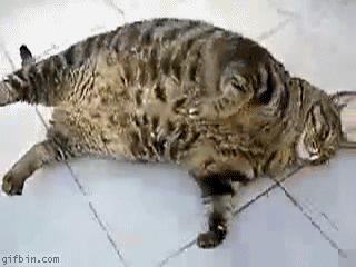 72237-fat-cat-roll-gif-gif-animation-animated-pictures-funny